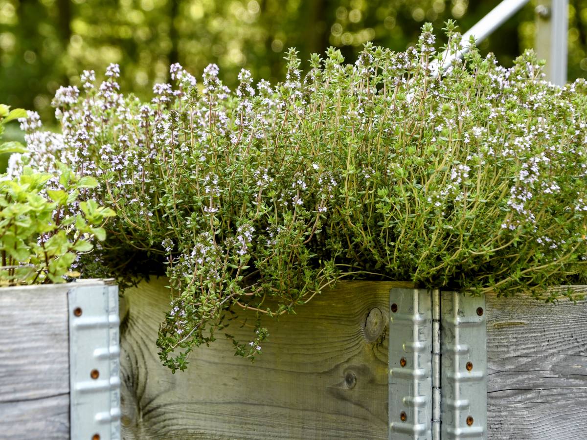 Planten in bak